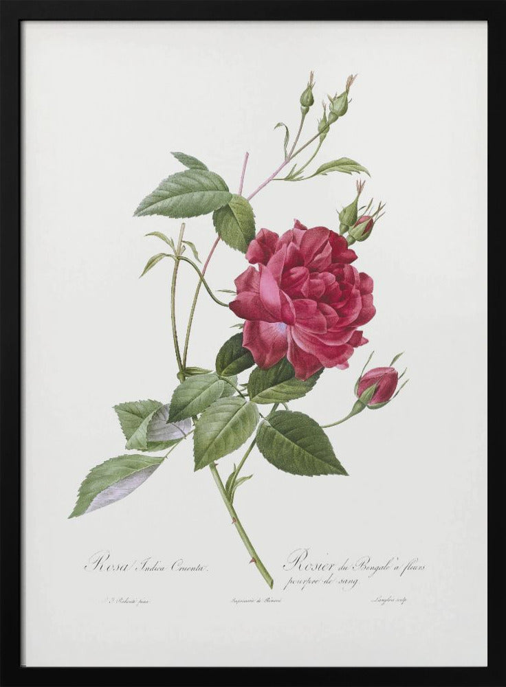 Plakat - Blood Red Bengal Rose, Les Roses (1817–1824)