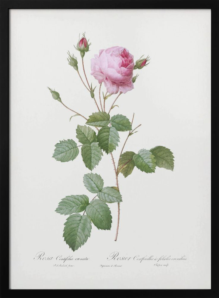 Plakat - Crenate Leaved Cabbage Rose, Les Roses (1817–1824)
