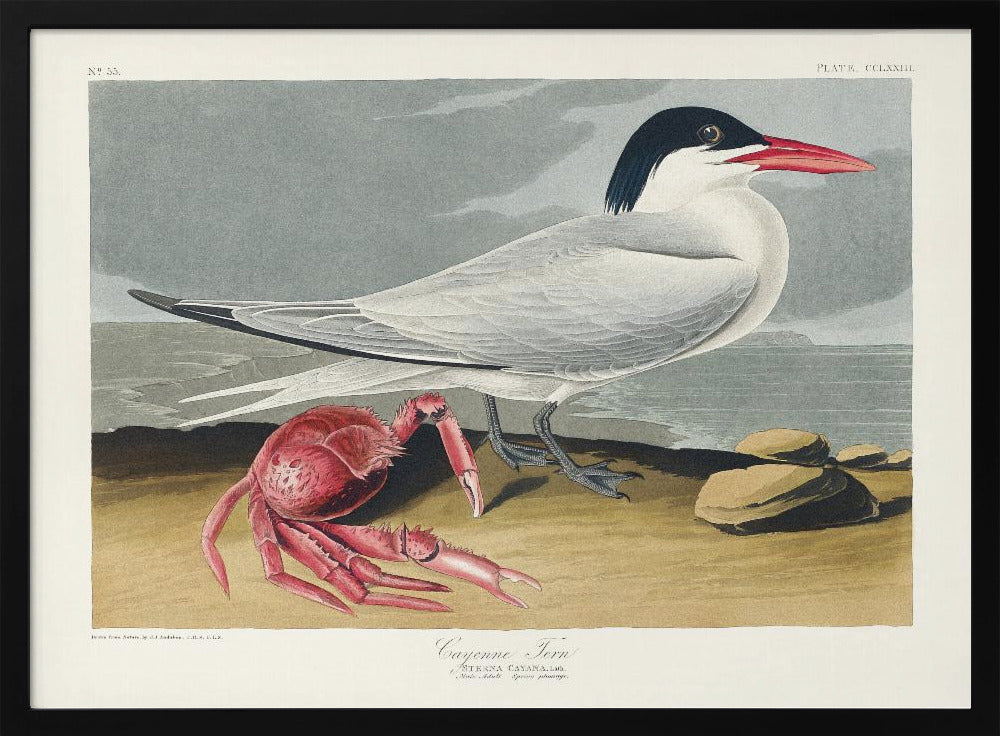 Plakat - Cayenne Tern From Birds of America (1827)