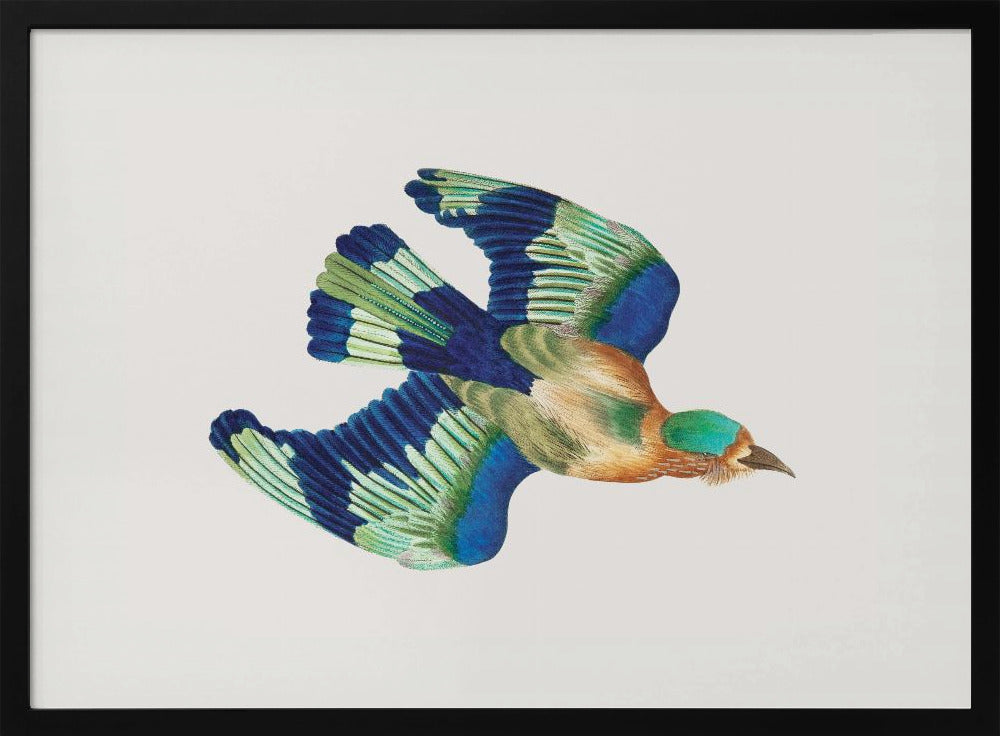 Plakat - Ceylonese Roller
