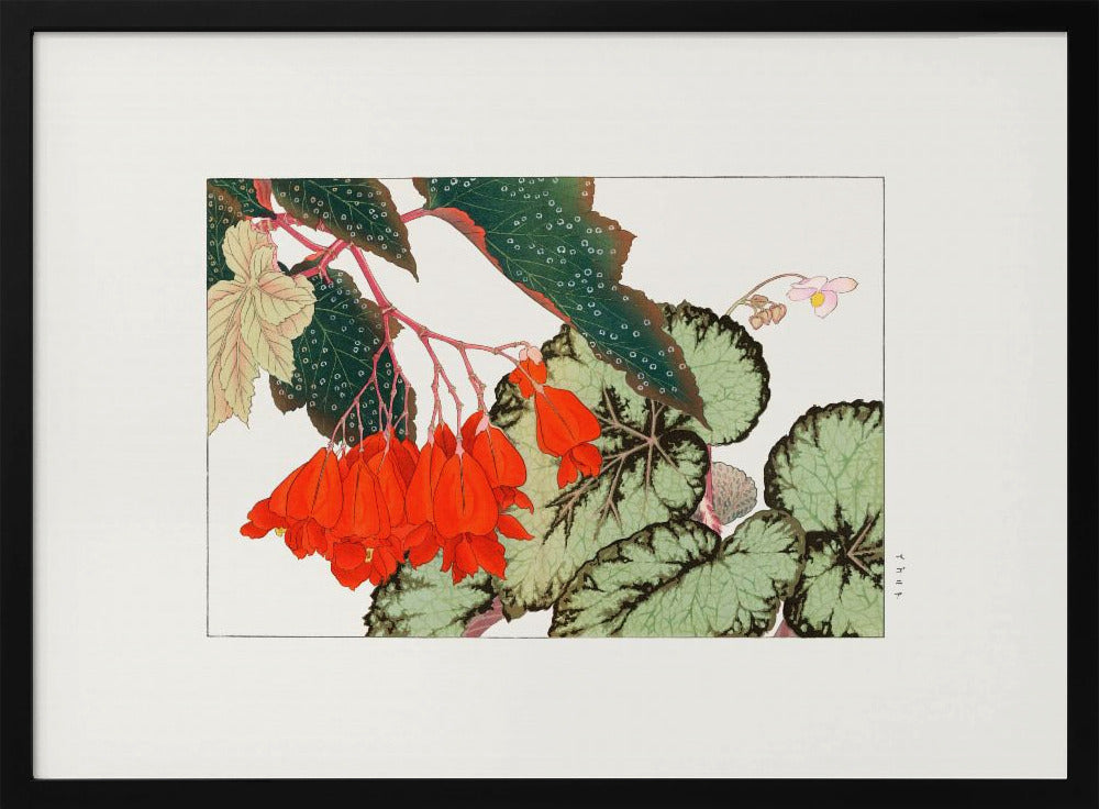 Plakat - Cracklin Rosie Begonia Flower