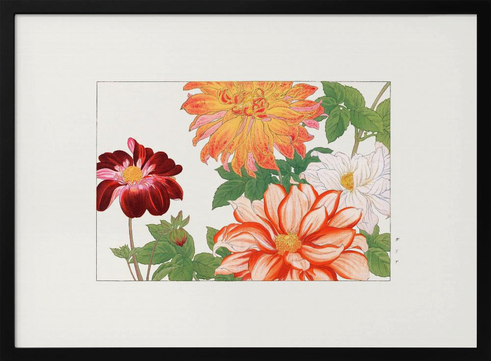 Plakat - Dahlia Flower
