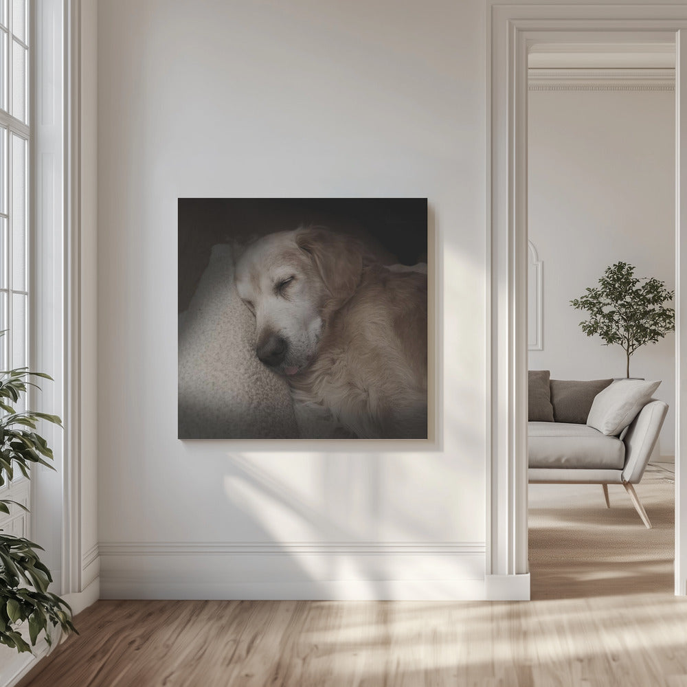 Canvas - Sleeping Golden