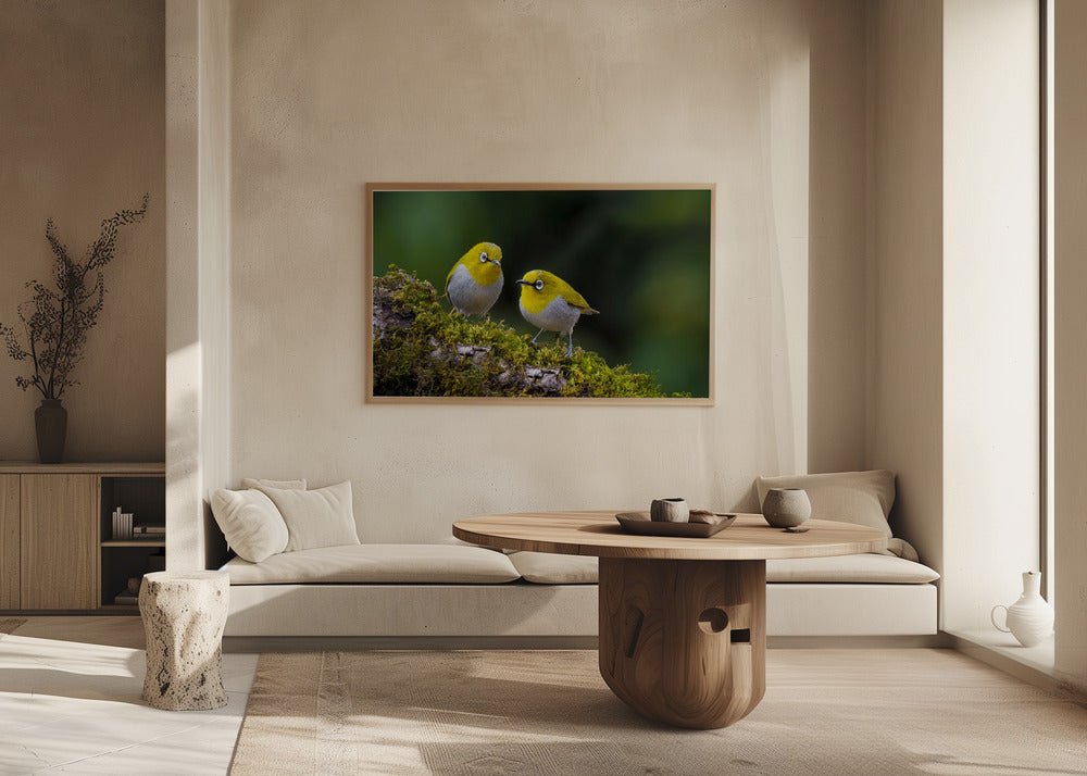 Plakat - Indian white-eye