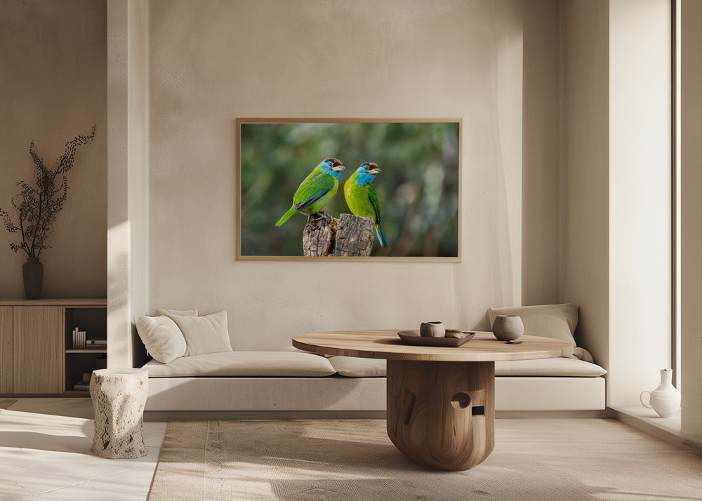 Plakat - Blue-throated barbet