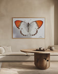Plakat - Butterfly - 3