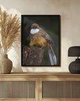 Plakat - White-throated laughingthrush