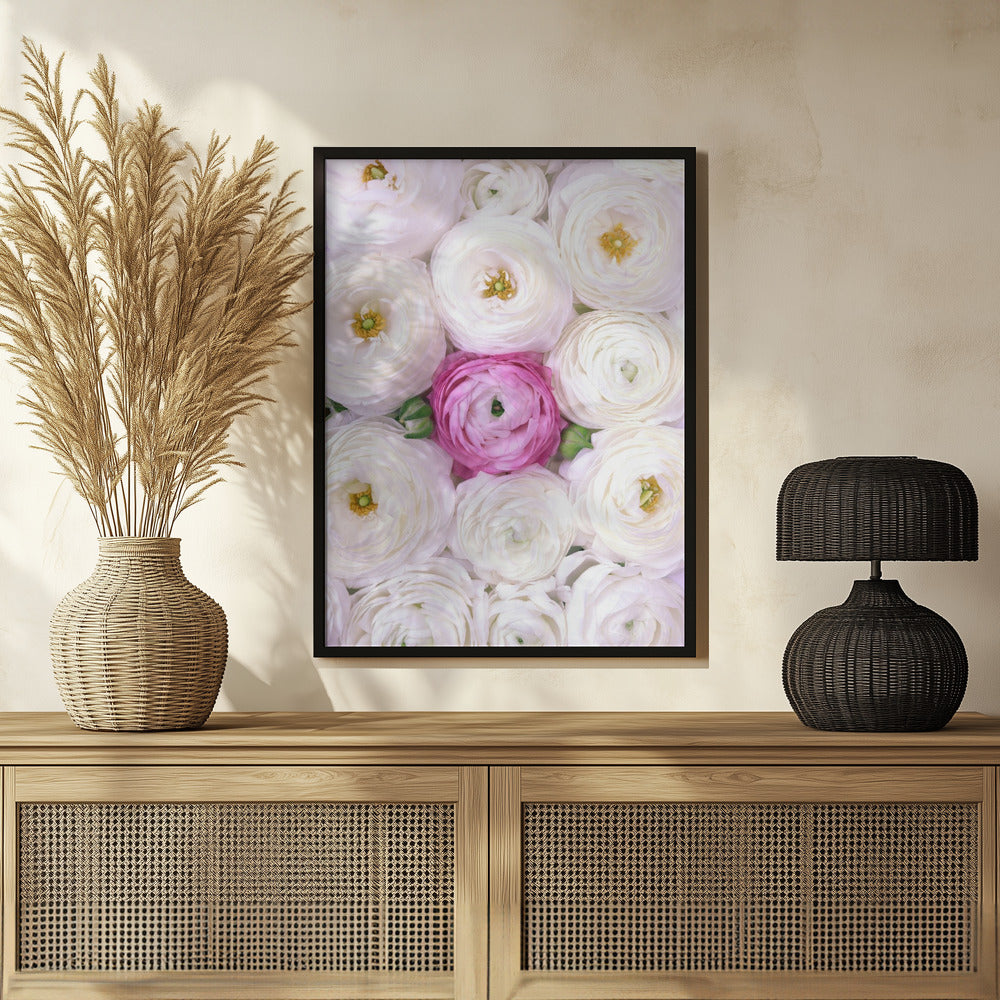 Plakat - Singular ranunculus in hot pink