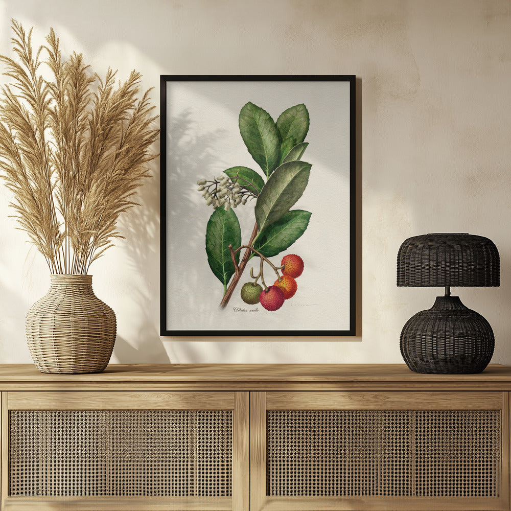 Poster - Botany Arbutus Unedo