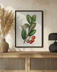 Poster - Botany Arbutus Unedo
