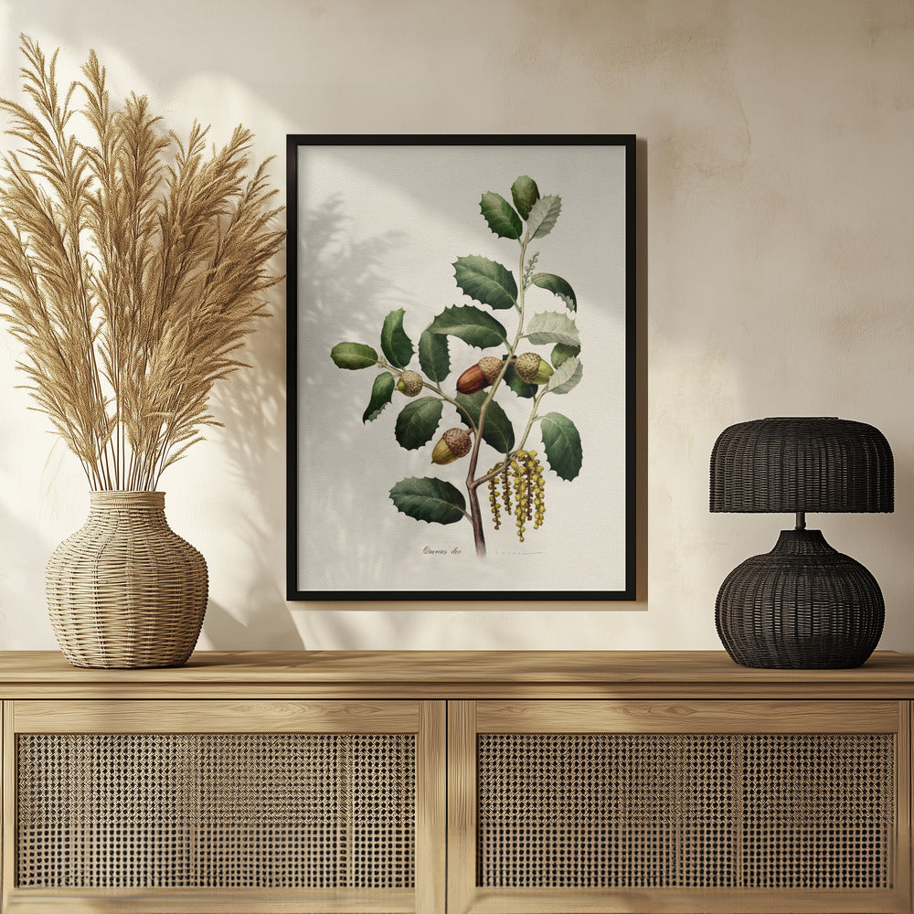 Plakat - Botany   Quercus Ilex