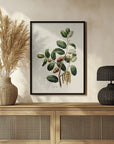 Plakat - Botany   Quercus Ilex