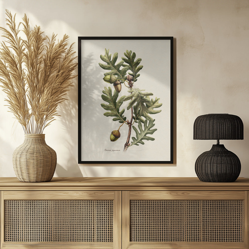 Plakat - Botany   Quercus Pyrenaica