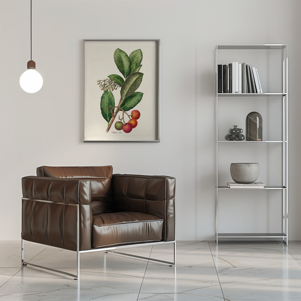 Poster - Botany Arbutus Unedo