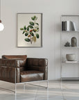 Plakat - Botany   Quercus Ilex
