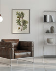 Plakat - Botany   Quercus Pyrenaica