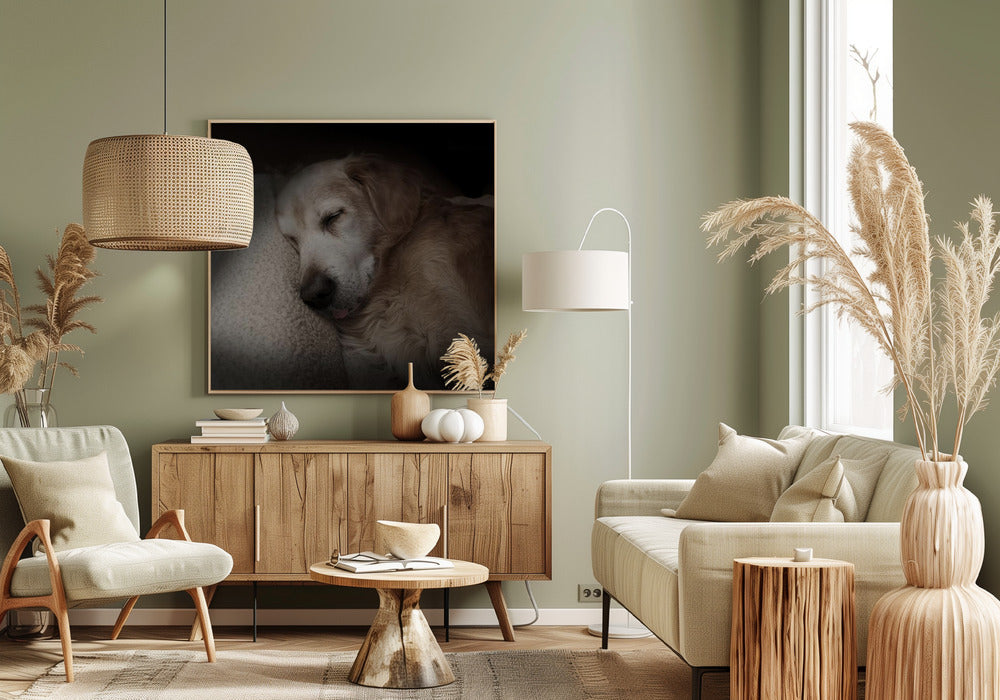Canvas - Sleeping Golden