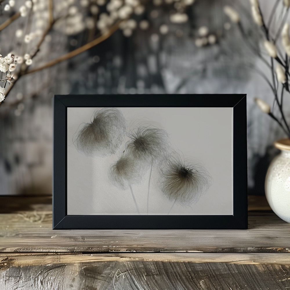 Plakat - Clematis