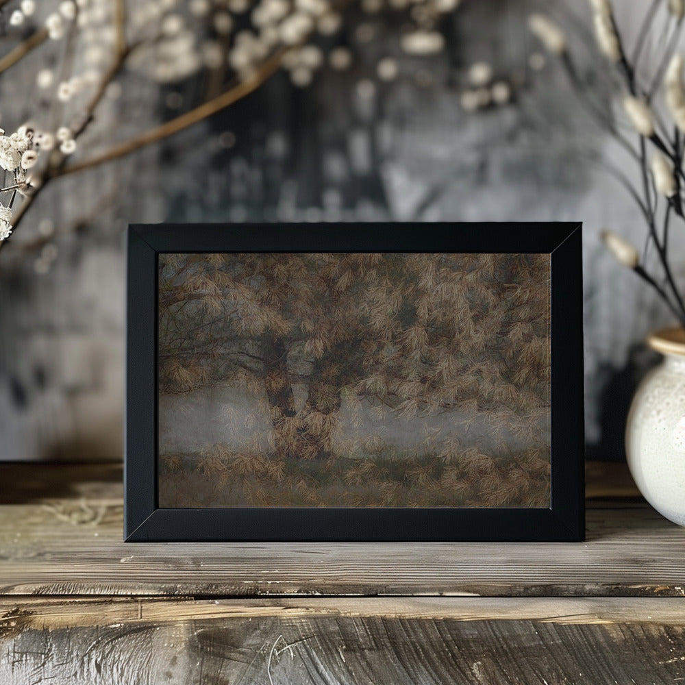Plakat - Pine tree