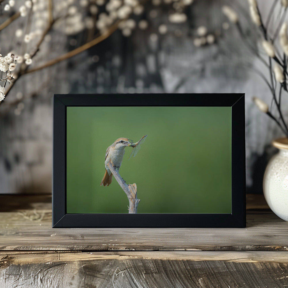 Plakat - Shrike feast