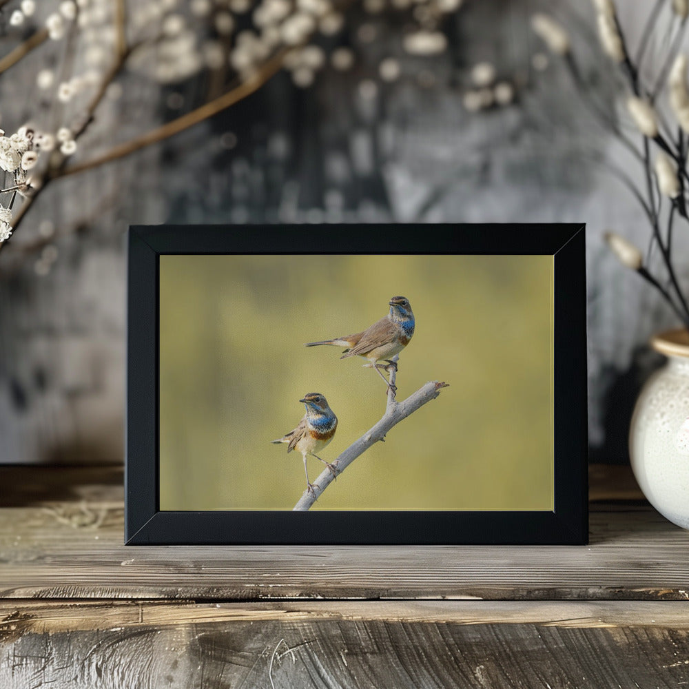Plakat - Bluethroats