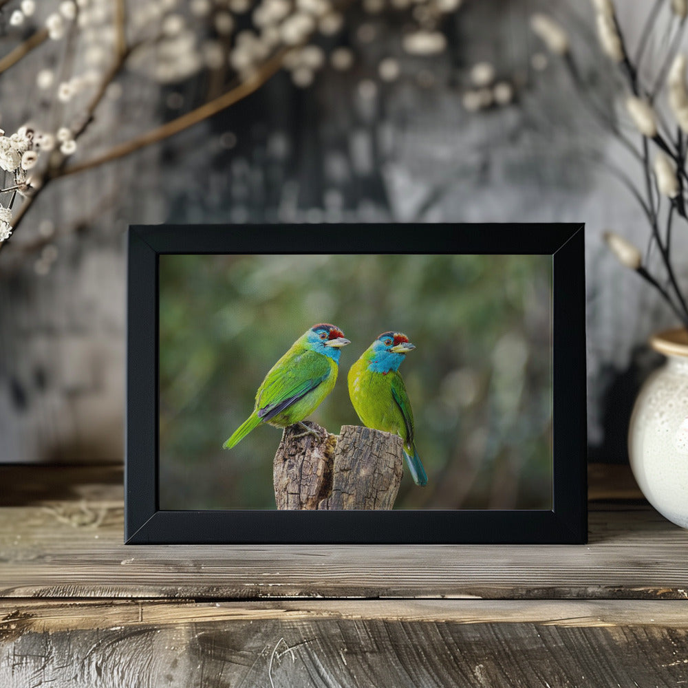 Plakat - Blue-throated barbet