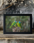 Plakat - Blue-throated barbet