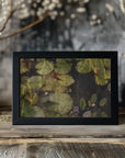 Plakat - Pond plants