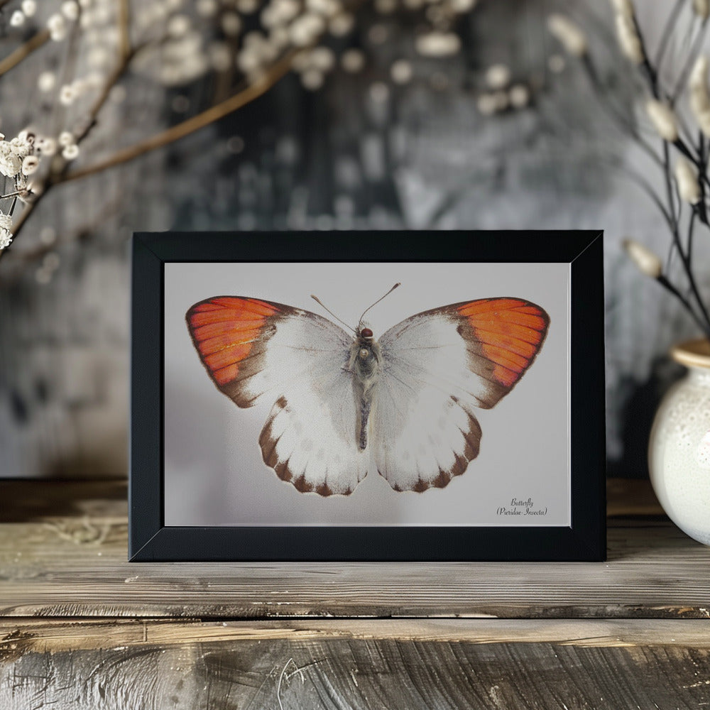 Plakat - Butterfly - 3