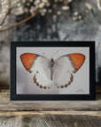 Plakat - Butterfly - 3