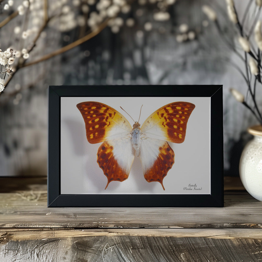 Poster - Butterfly - 4