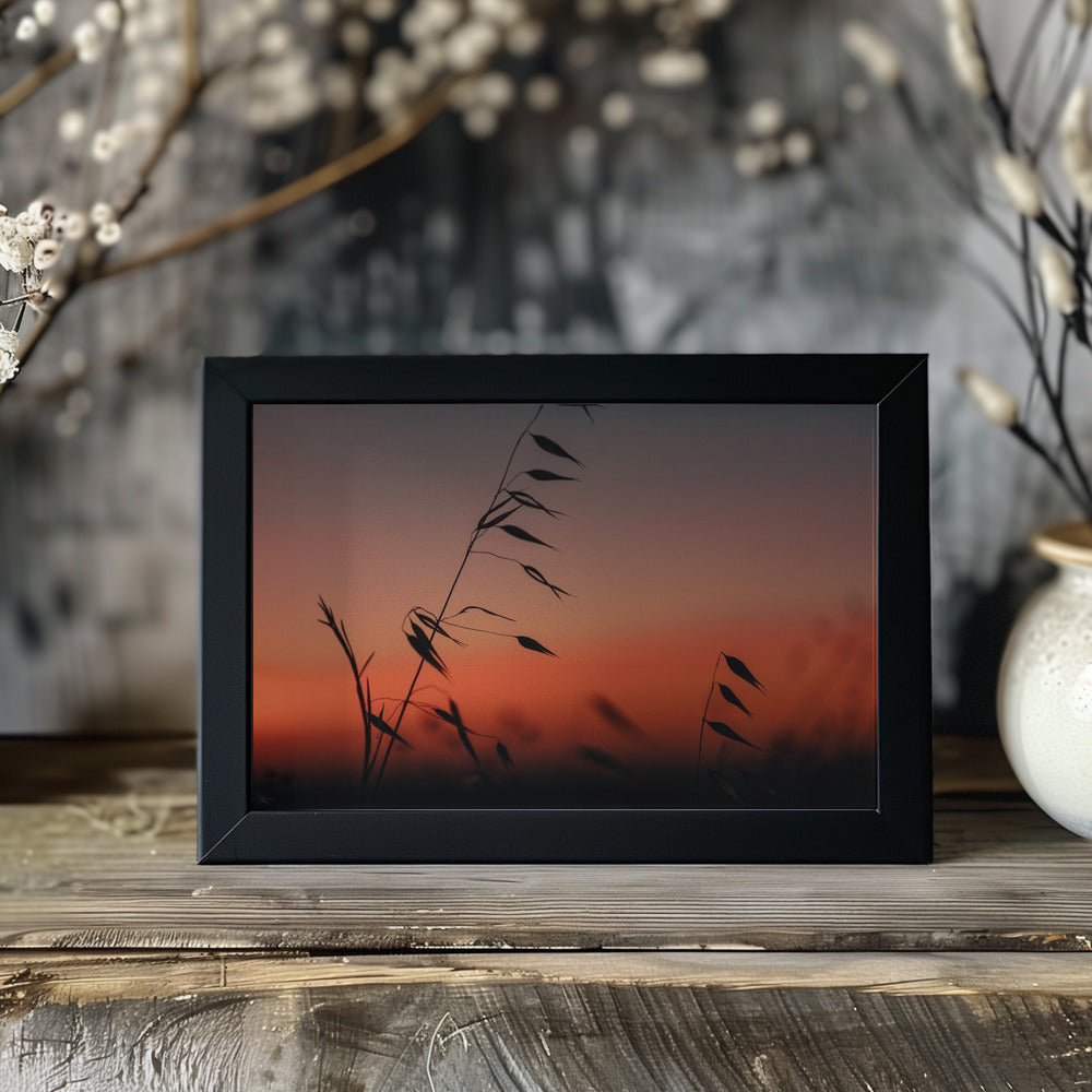 Plakat - Sunset grass filelds 03
