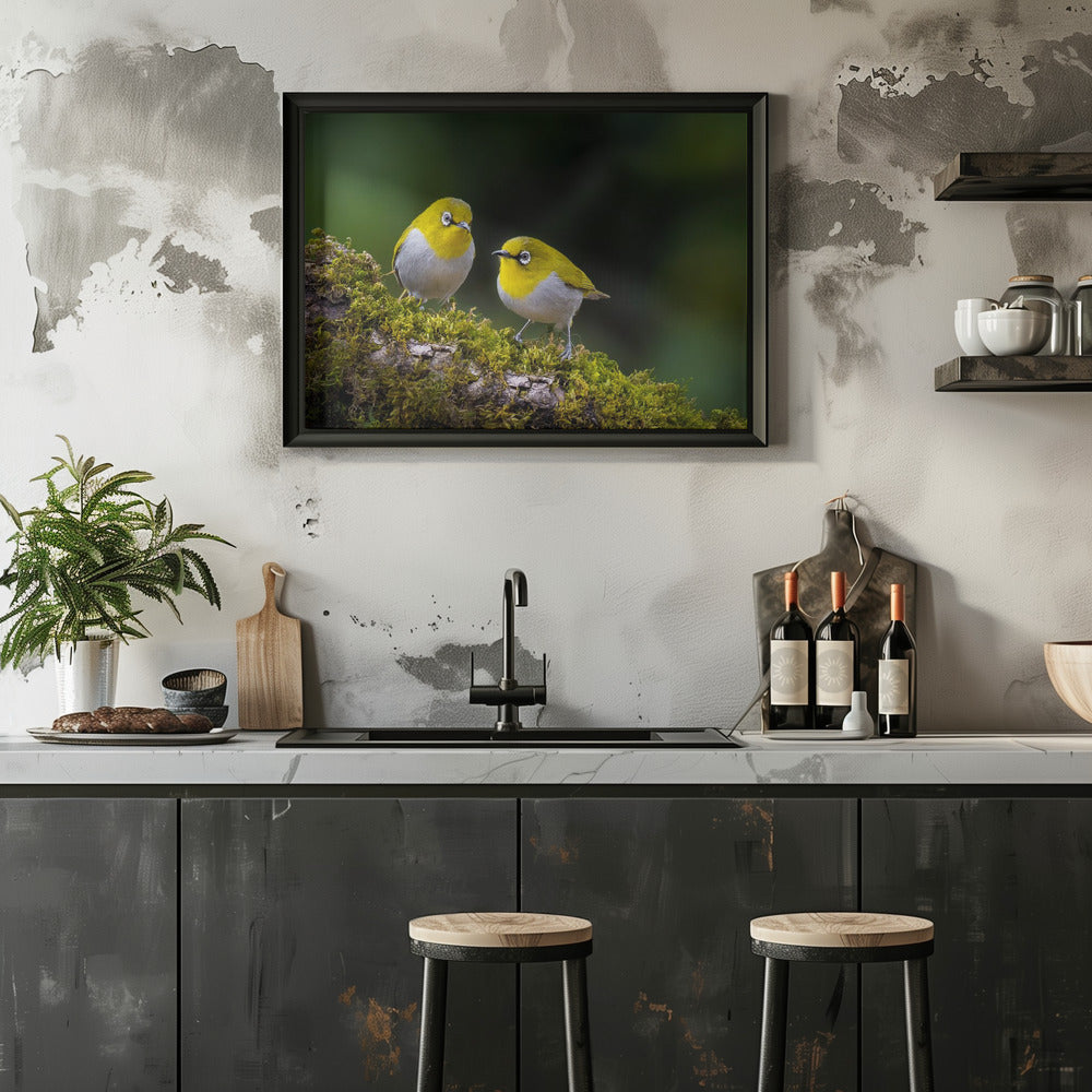 Plakat - Indian white-eye