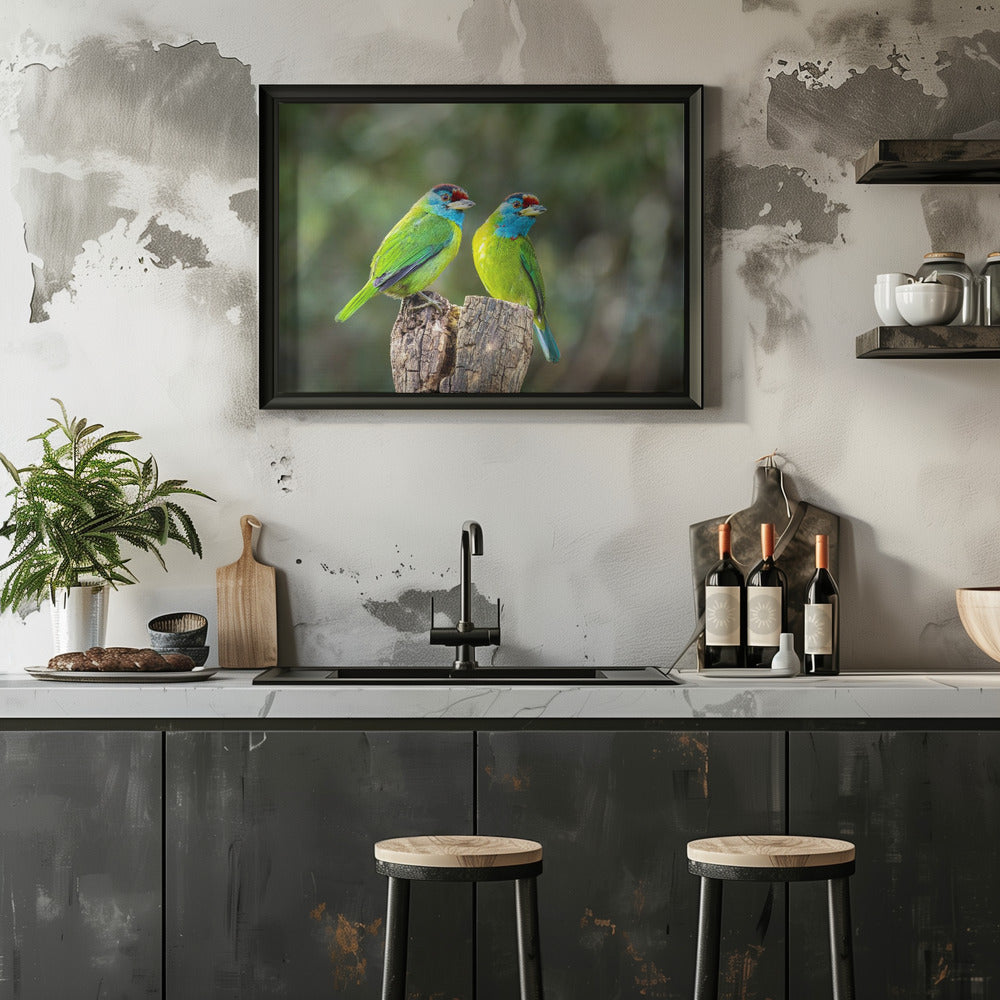Plakat - Blue-throated barbet
