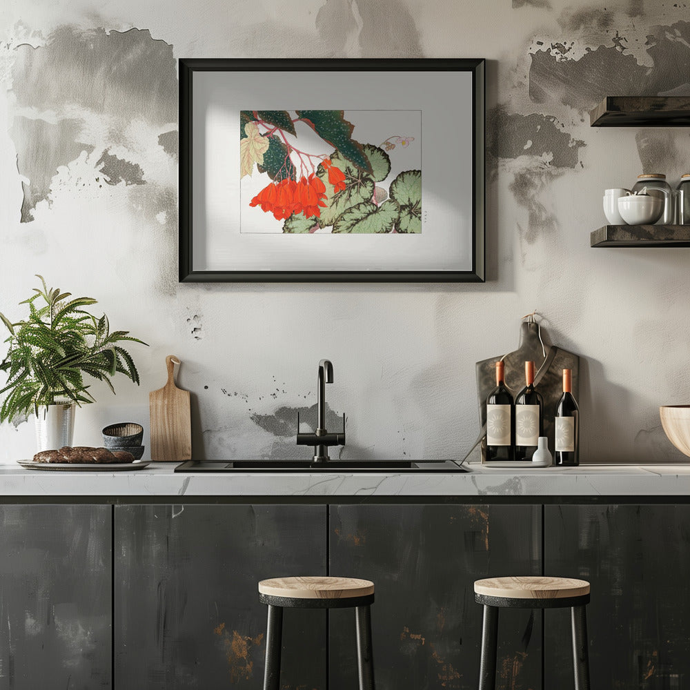 Plakat - Cracklin Rosie Begonia Flower