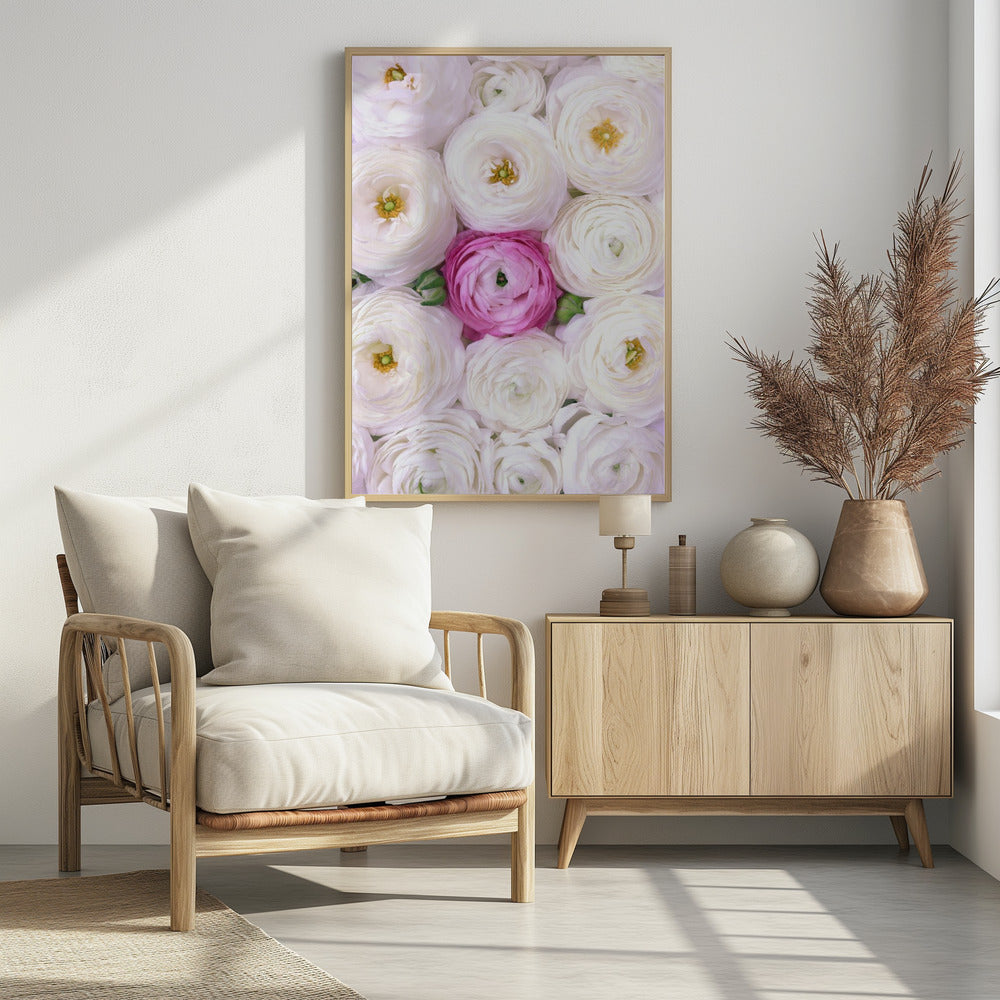 Plakat - Singular ranunculus in hot pink