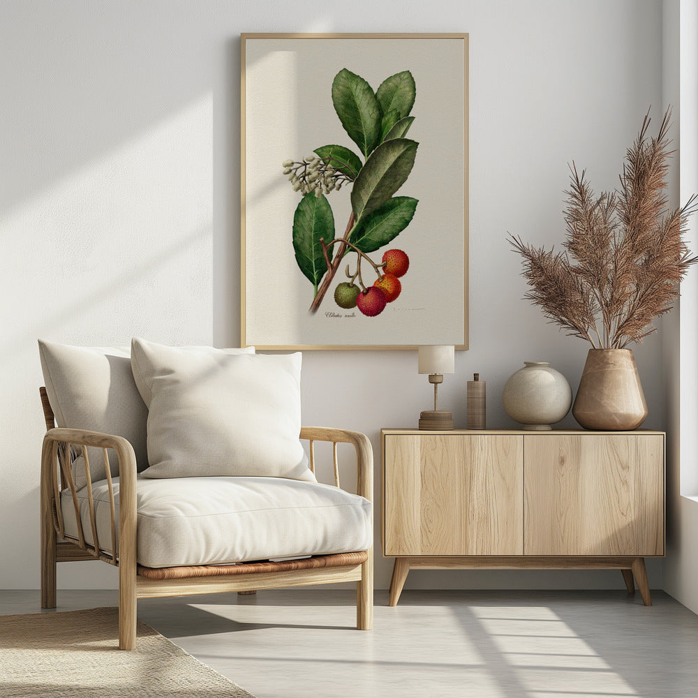 Poster - Botany Arbutus Unedo