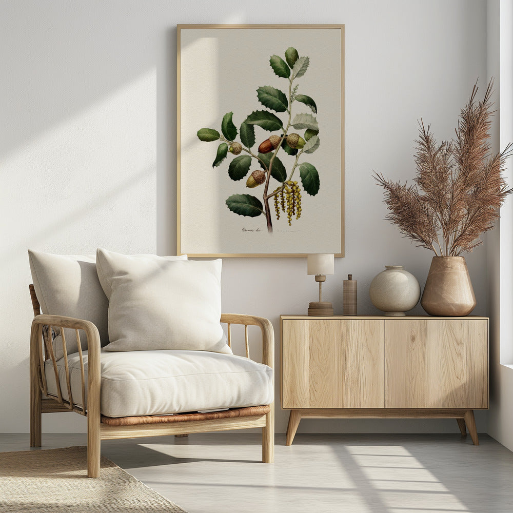 Plakat - Botany   Quercus Ilex