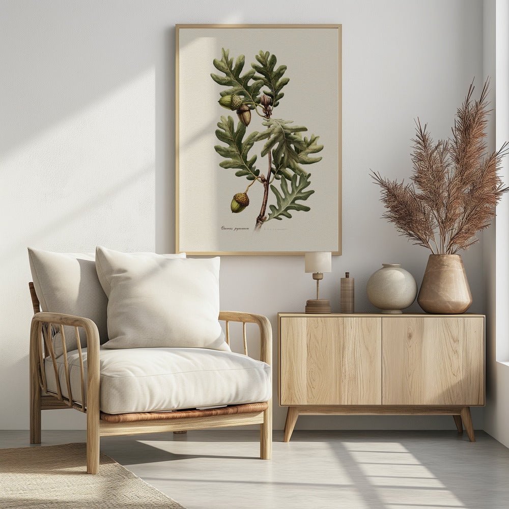 Plakat - Botany   Quercus Pyrenaica
