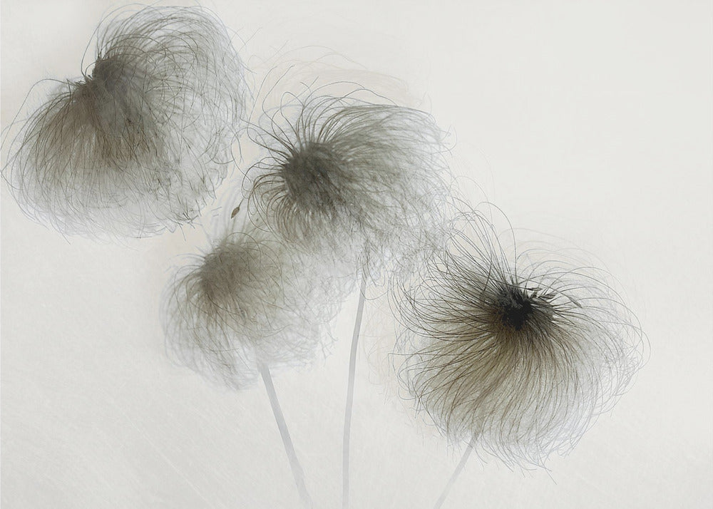 Plakat - Clematis