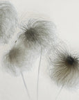 Plakat - Clematis