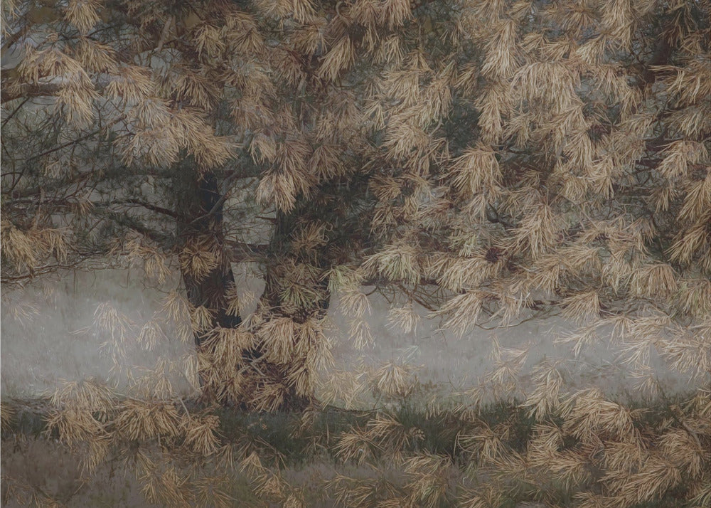 Plakat - Pine tree