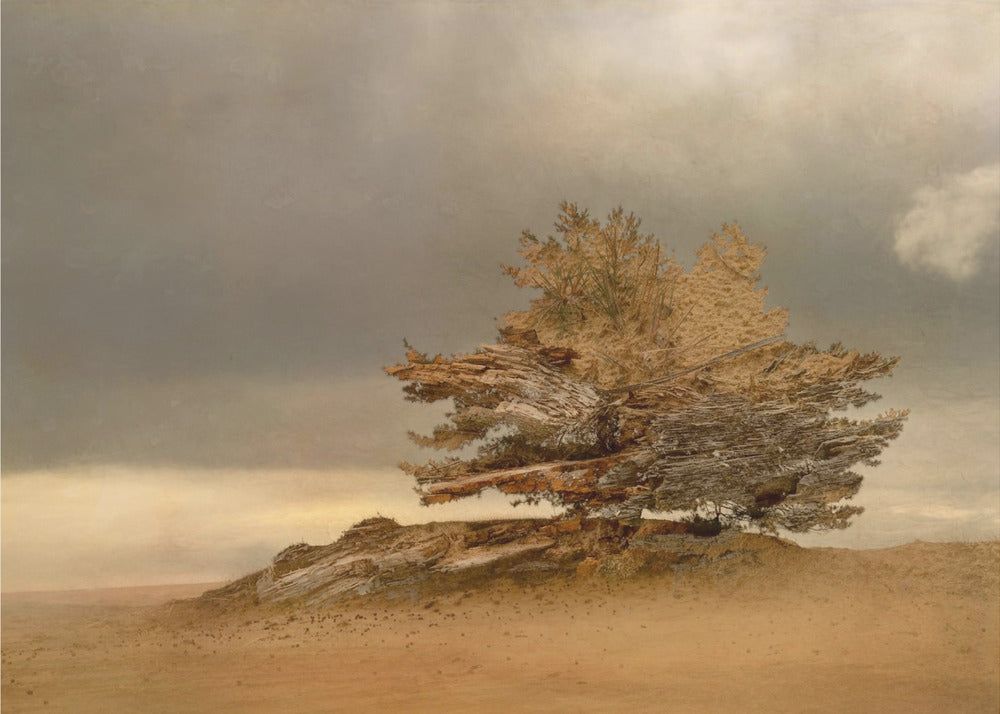 Plakat - Pine and dunes
