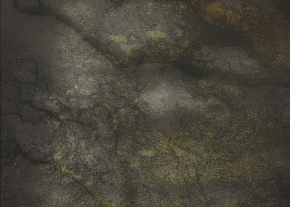 Plakat - Old forrest