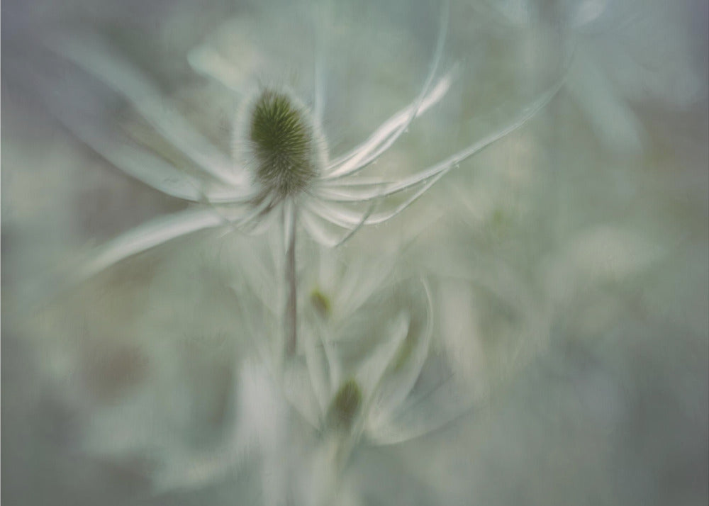 Plakat - Teasel