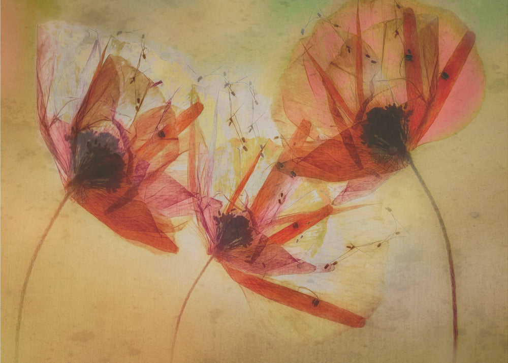 Plakat - Poppy seeds