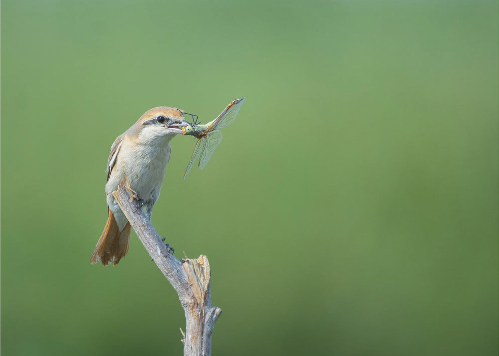 Plakat - Shrike feast