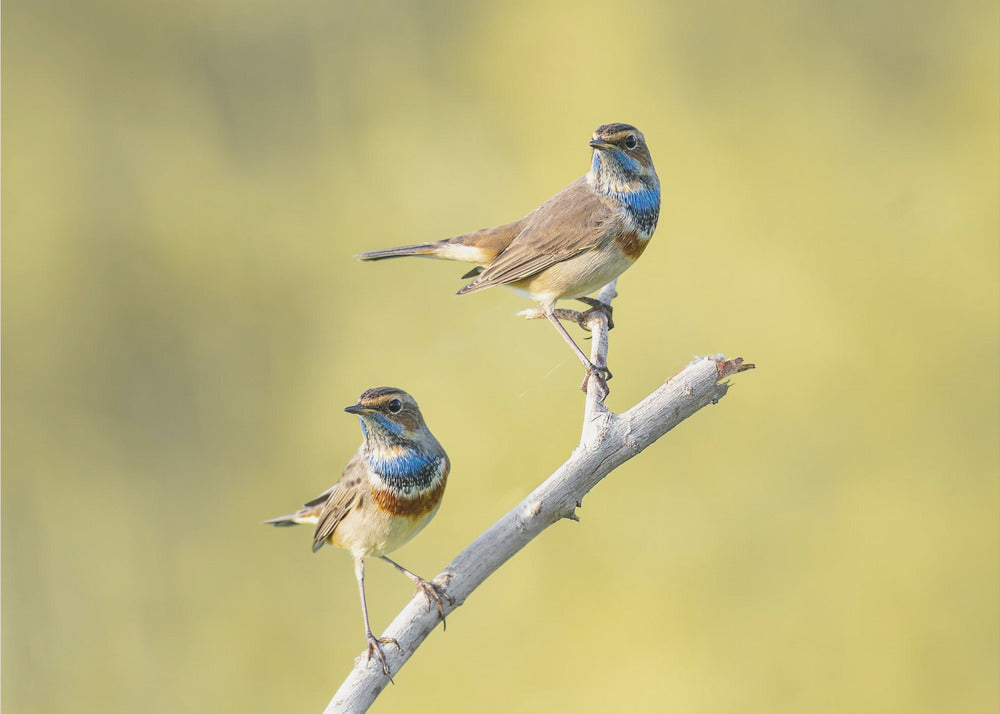 Plakat - Bluethroats