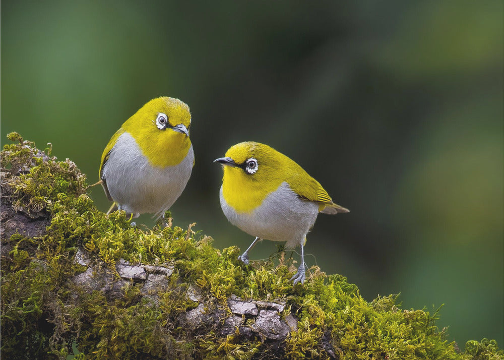Plakat - Indian white-eye