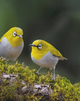 Plakat - Indian white-eye